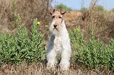 FOX TERRIER 055